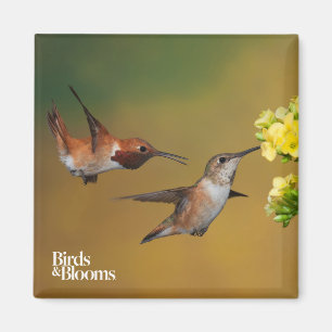 Imã Colibri Rufous de flutuação
