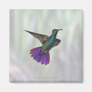 Imã Colibri Verde-breasted Anthracocorax da manga