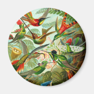 Imã Colibris