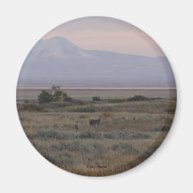 Colinas de cervo e de grama doce de cauda branca D