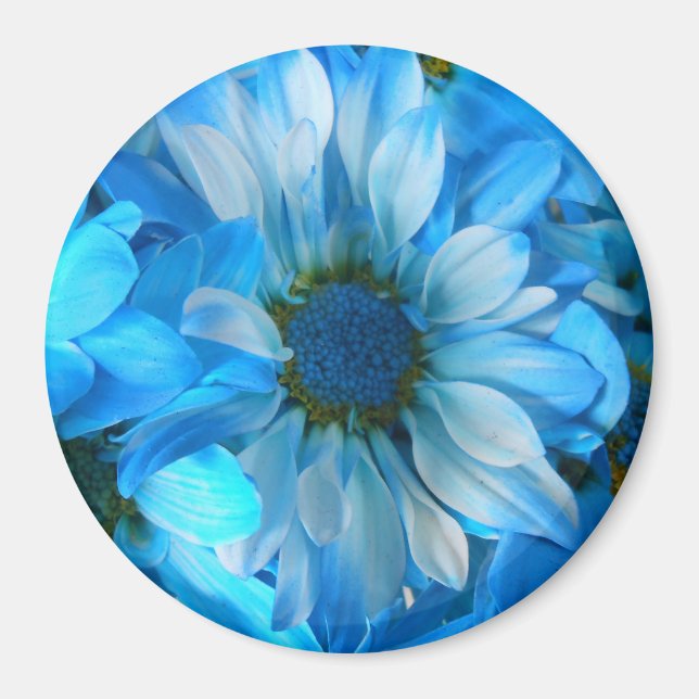 Imã Collaert (Frente)