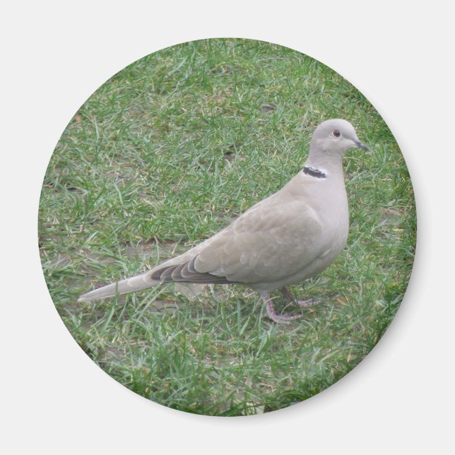 Imã Collared Dove Magnet (Frente)