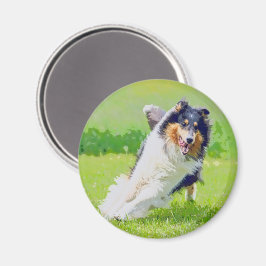 Imã Collie