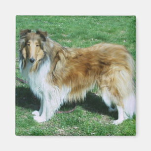 Imã Collie áspero do Sable