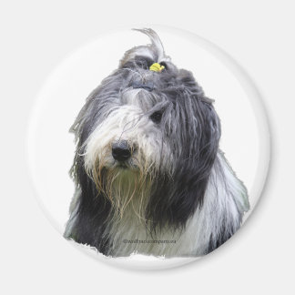 Imã collie barbudo