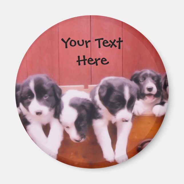 Imã Collie De Borda Cuppies Na Gaveta De Gaveta (Frente)