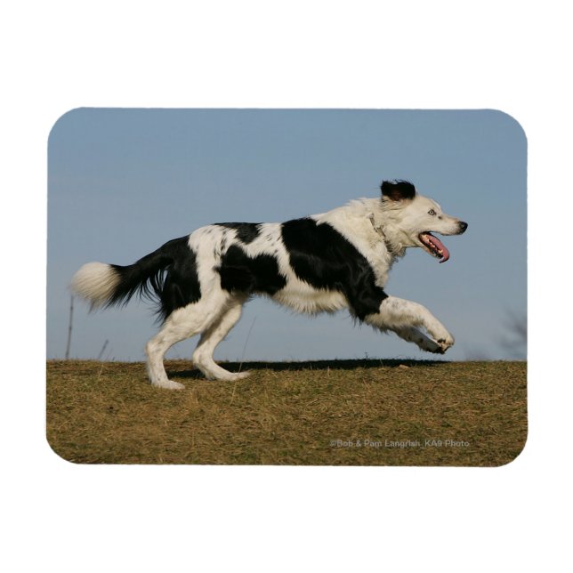 Ímã Collie de Borda Executando 2 (Horizontal)