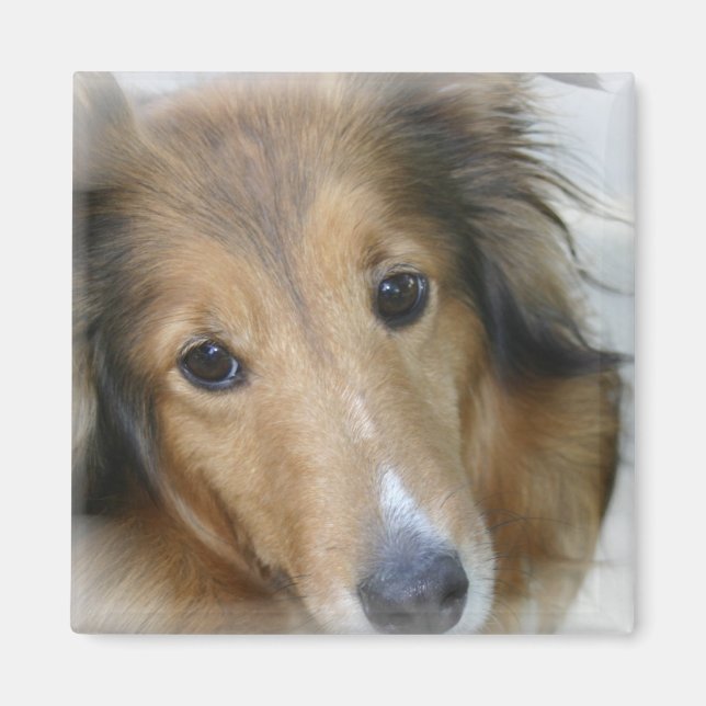 Imã Collie Dog Square Magnet (Frente)