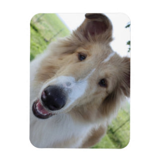 Ímã Collie Magnet
