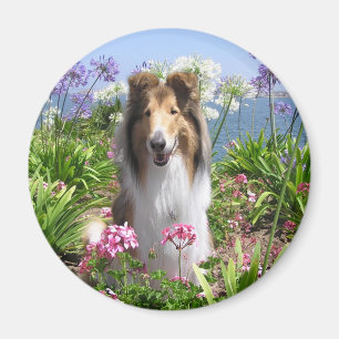 Imã Collie no ímã das flores
