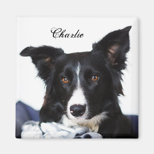 Imã Collie Preto e Branco Personalizado