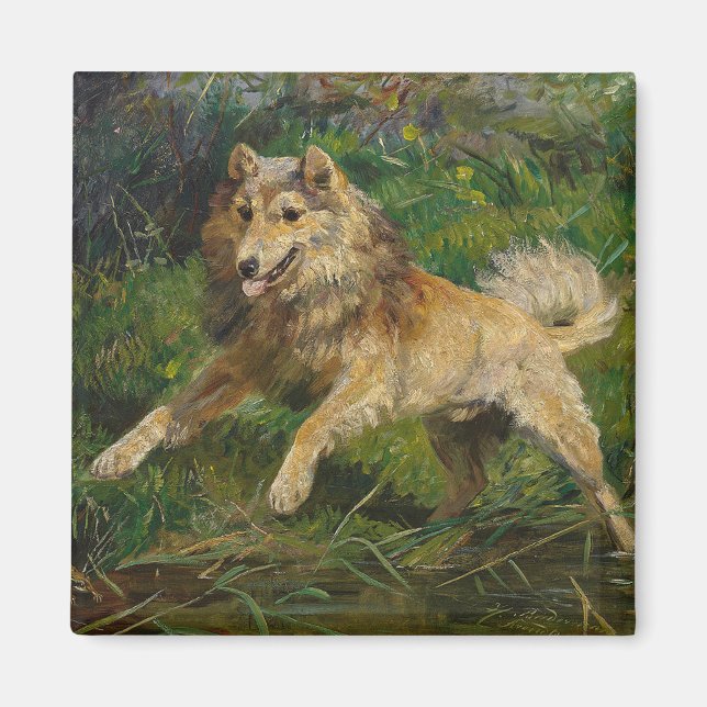 Imã Collie toma Sapo por Hermine Biedermann (Frente)