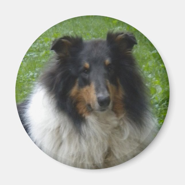 Imã Collie -Tri-Magnet (Frente)