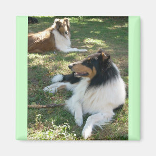Imã Collies ásperos