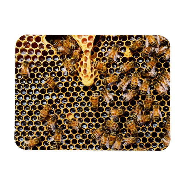 Ímã Colmeia de Abelhas com Colo de Honeycomb Próximo (Horizontal)