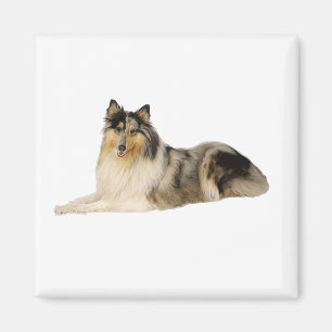 Imã colocação áspera do collie do merle azul