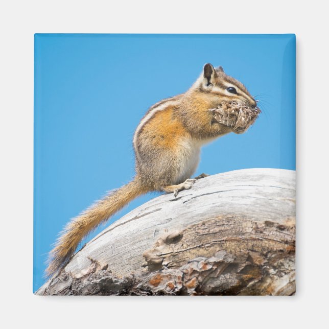 Imã Colocando um pouco longe para mais tarde (Frente)