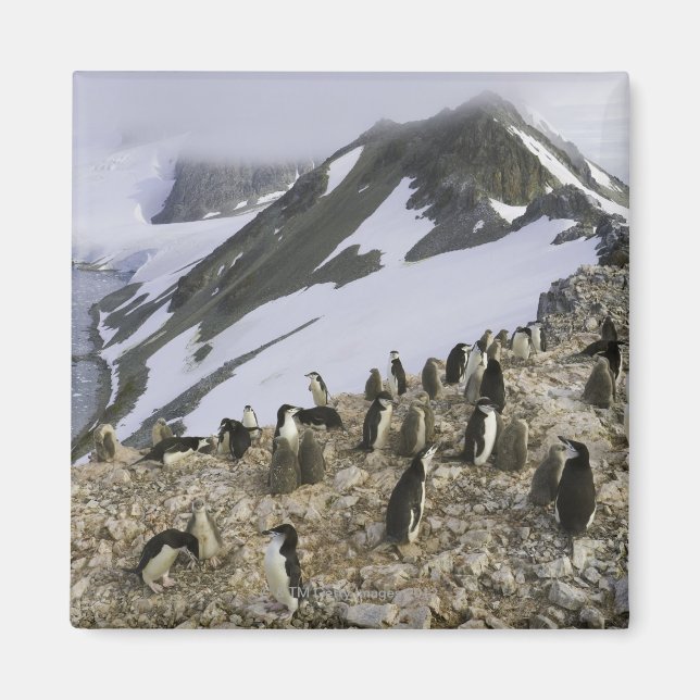 Imã Colônia de pinguins Chinstrap (Frente)