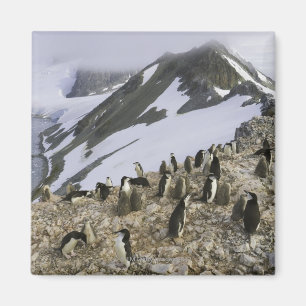 Imã Colônia de pinguins de Chinstrap