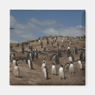 Imã Colônia do pinguim de Gentoo (Pygoscelis papua) n