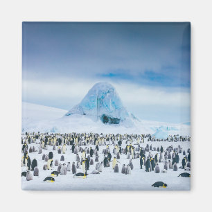 Imã Colônia do pinguim de imperador