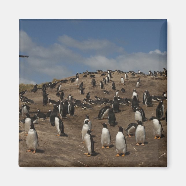 Imã Colônia Gentoo Penguin (Pygoscelis papua) no Oeste (Frente)