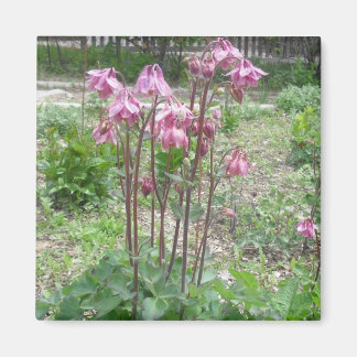 Imã Colorado Columbine Magnet
