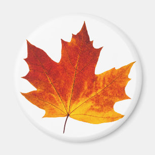 Imã Colorful maple leaf