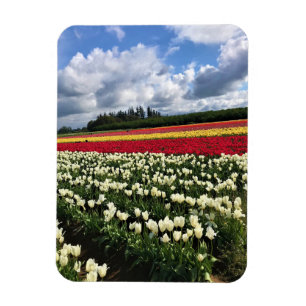 Ímã Colorful Tulip Field, Oregon