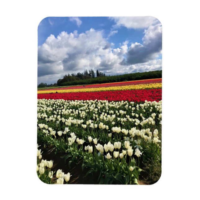 Ímã Colorful Tulip Field, Oregon (Vertical)