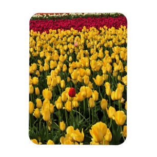 Ímã Colorful Tulip Field, Oregon