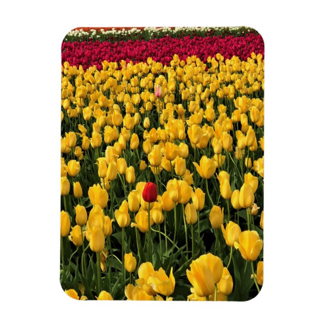 Ímã Colorful Tulip Field, Oregon (Vertical)