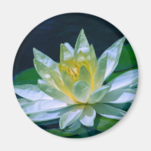 Imã Colorida Lotus