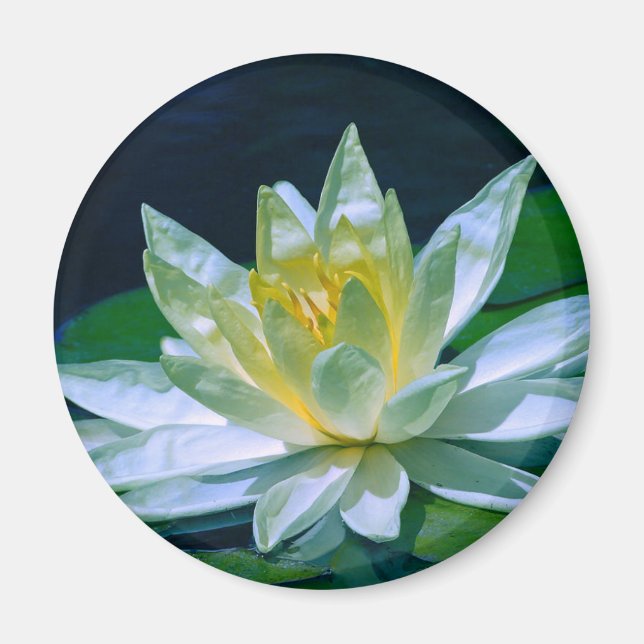 Imã Colorida Lotus (Frente)