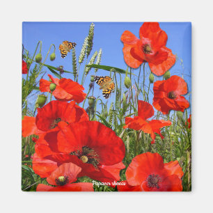 Imã Colorida Poppy Field