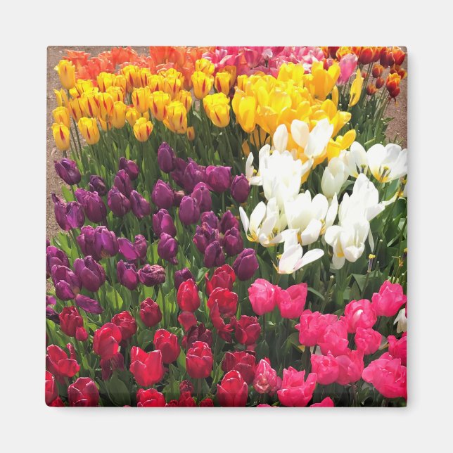 Imã Colorida Tulip Garden Bed, Oregon (Frente)