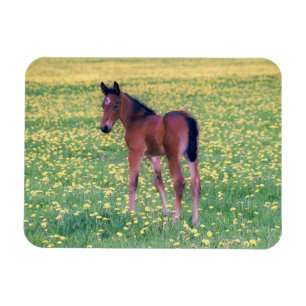 Ímã Colt no Campo de Dandelion