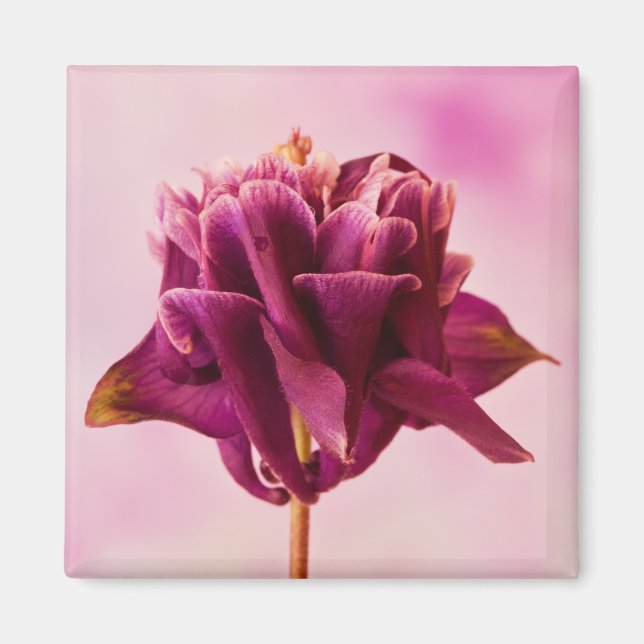 Imã Columbina Rosa Burgundy (Frente)