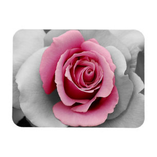 Ímã com bela estampa de rosa rosa