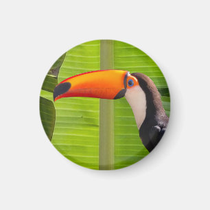 Imã com design de Tucano