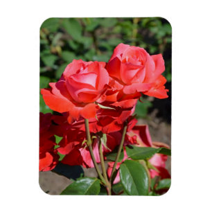Ímã com estampa de rosas cor-de-rosa