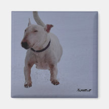 imã com touro terrier na neve