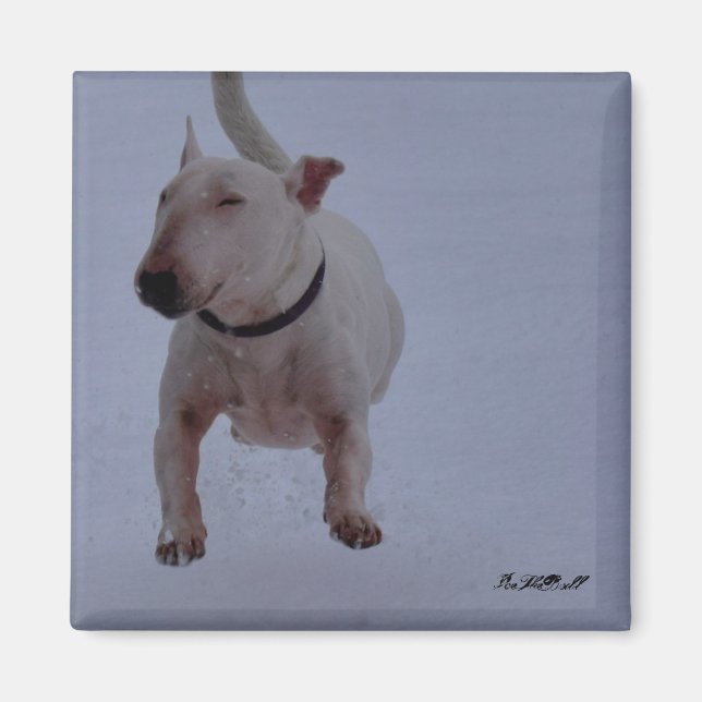 imã com touro terrier na neve (Frente)