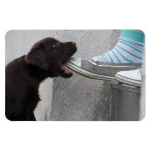 Ímã Coma Meu Calçado! Labrador