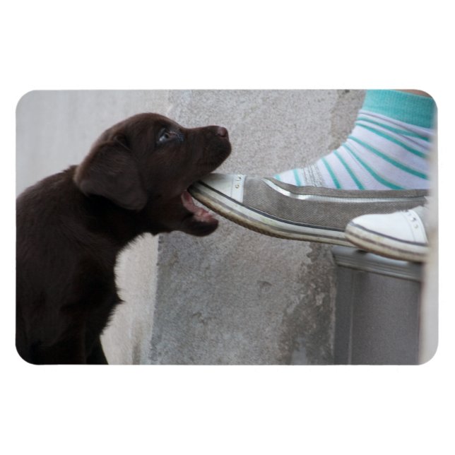 Ímã Coma O Meu Calçado! Labrador Puppy (Horizontal)