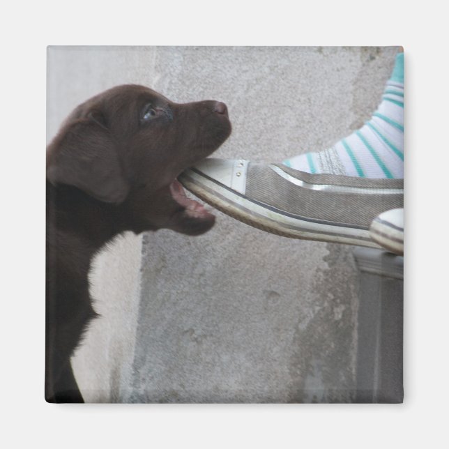 Imã Coma O Meu Calçado! Labrador Puppy (Frente)