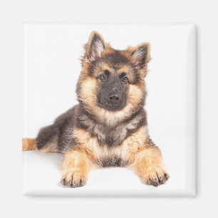 Imã Combinação de German shepherd de Collie de Borda