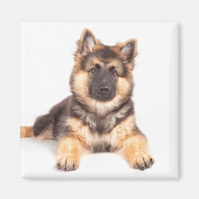Imã Combinação de German shepherd de Collie de Borda (Frente)