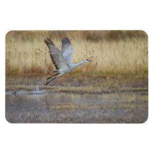 Ímã Come fly with me Sandhill Crane Magnet