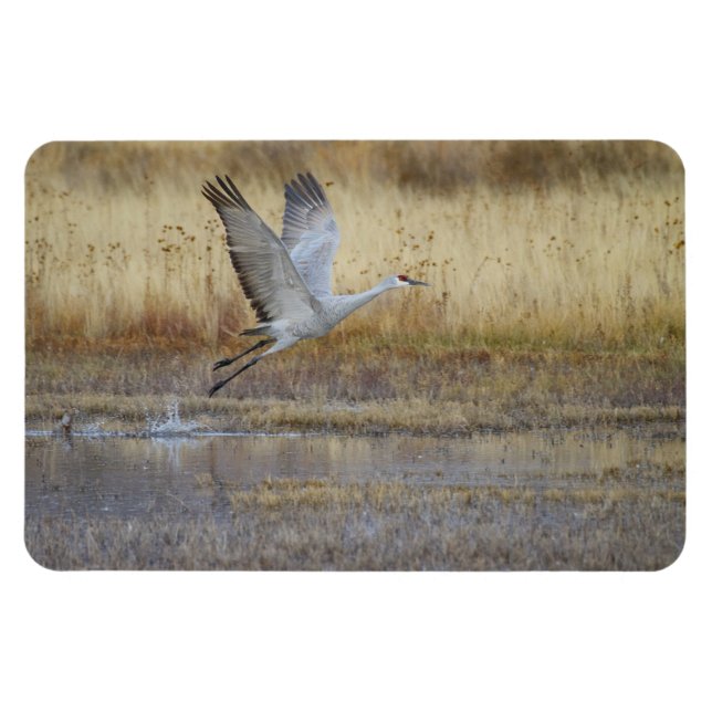 Ímã Come fly with me Sandhill Crane Magnet (Horizontal)